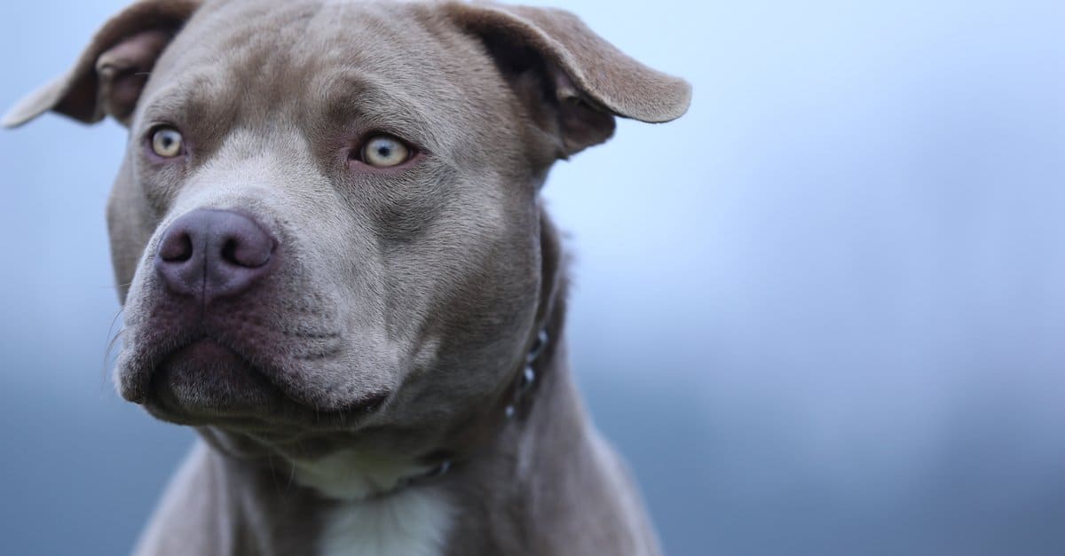 staffordshire bull terrier x pitbull