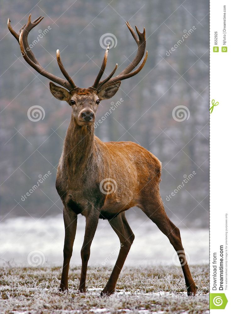 stag pics