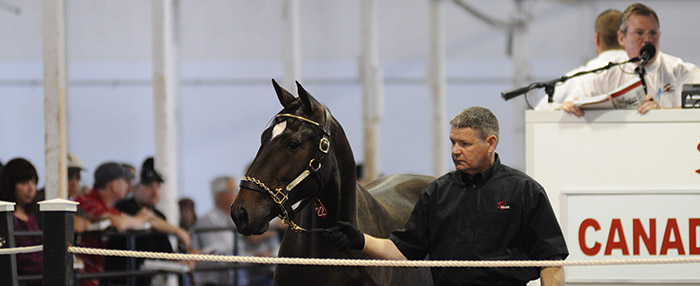 standardbred canada results