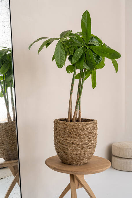 straw plant pots