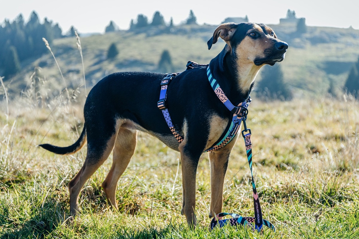 stylish hound