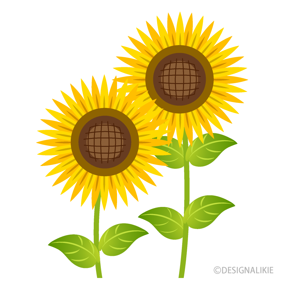 sun flower clipart