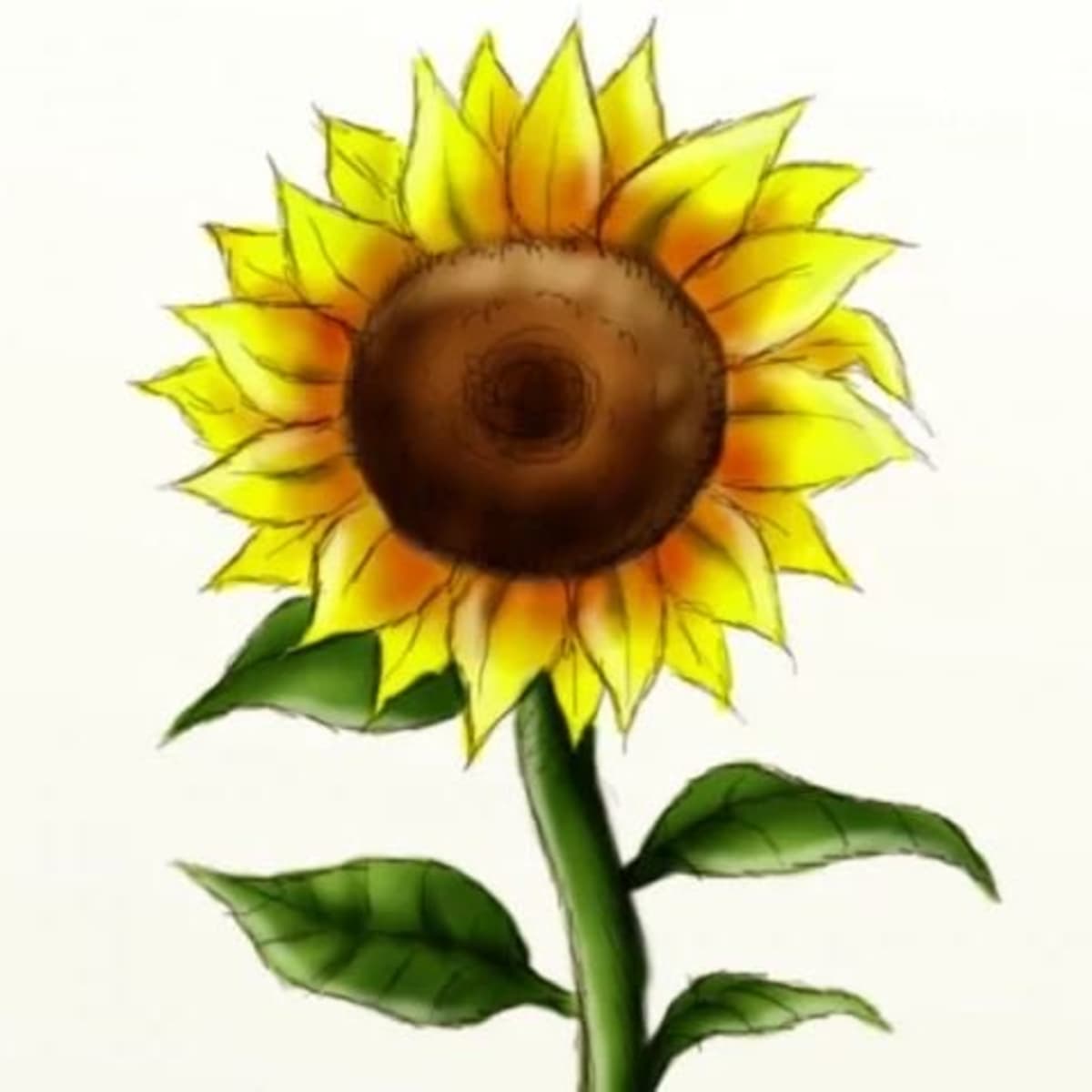 sunflower ki drawing