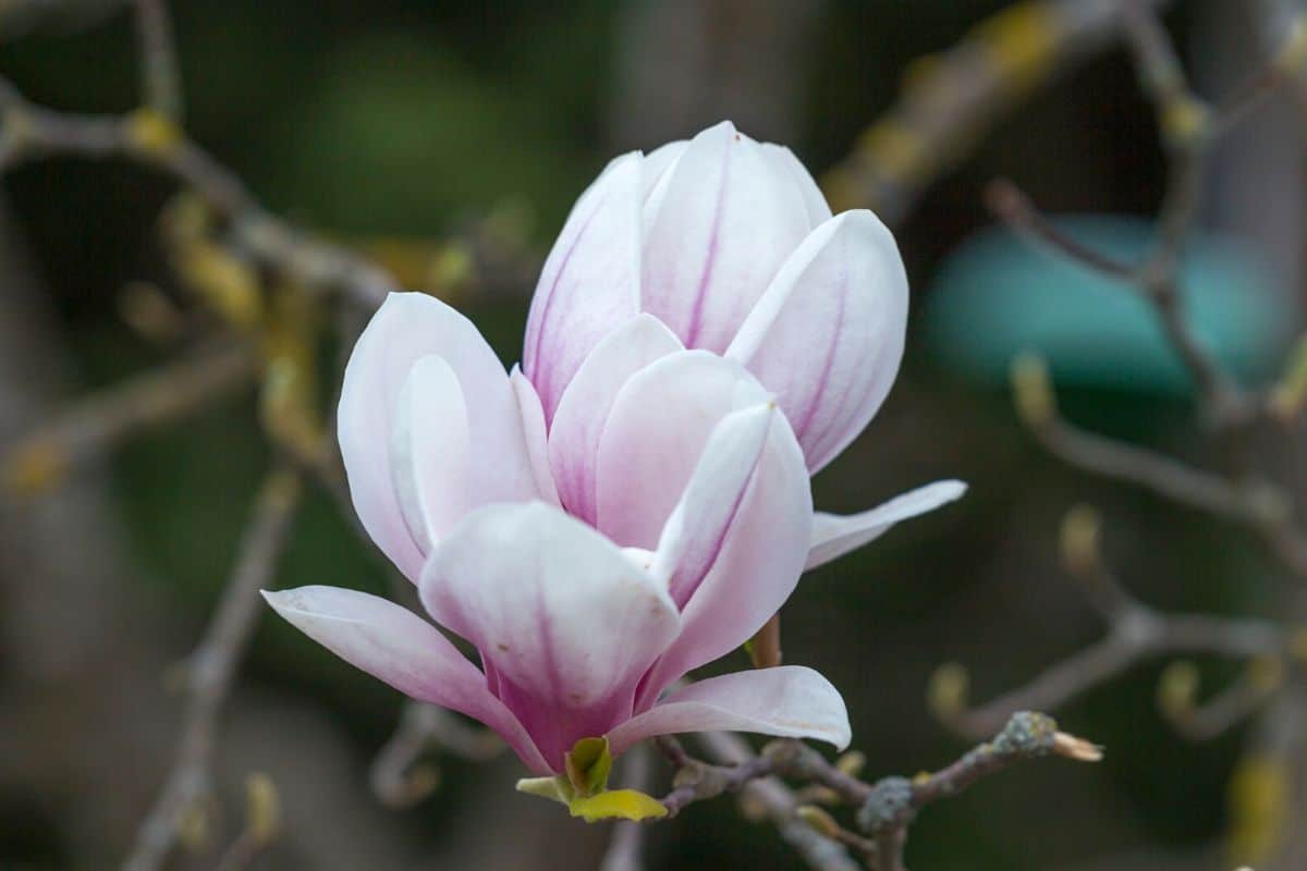 symbolism of magnolia flower