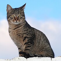 tabby cat images