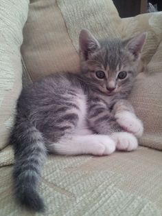 tabby kitten price