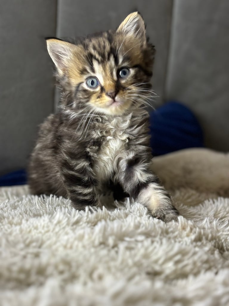 tabby kittens for sale