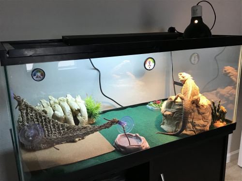 tank size for a bearded dragon