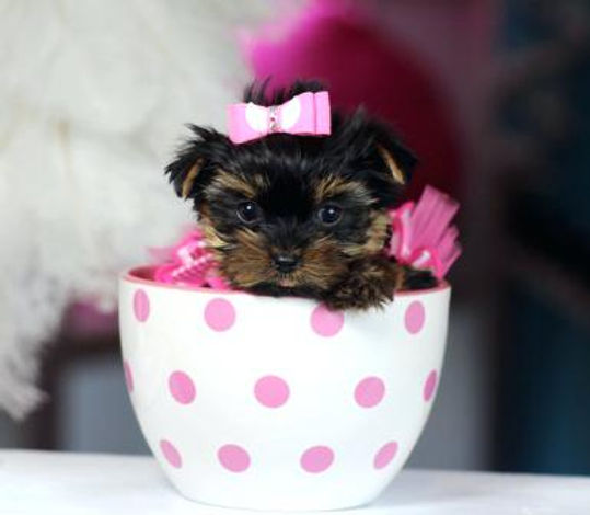 teacup puppies