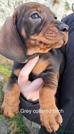 teckel dachshund puppies for sale