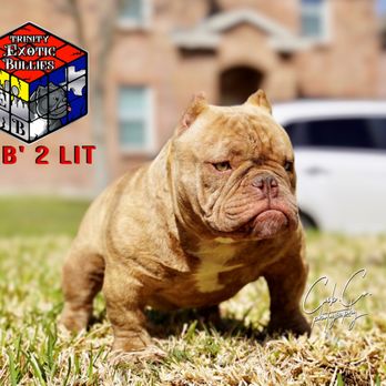 texas exotic bullies