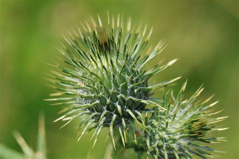 thorny shrub crossword clue