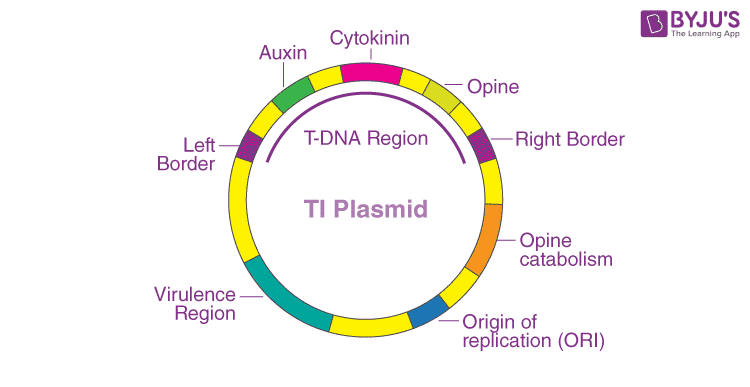 ti plasmid is obtained from which of the following