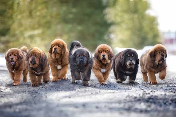 tibetan mastiff dog cost