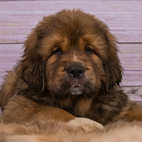 tibetan mastiff price in uk