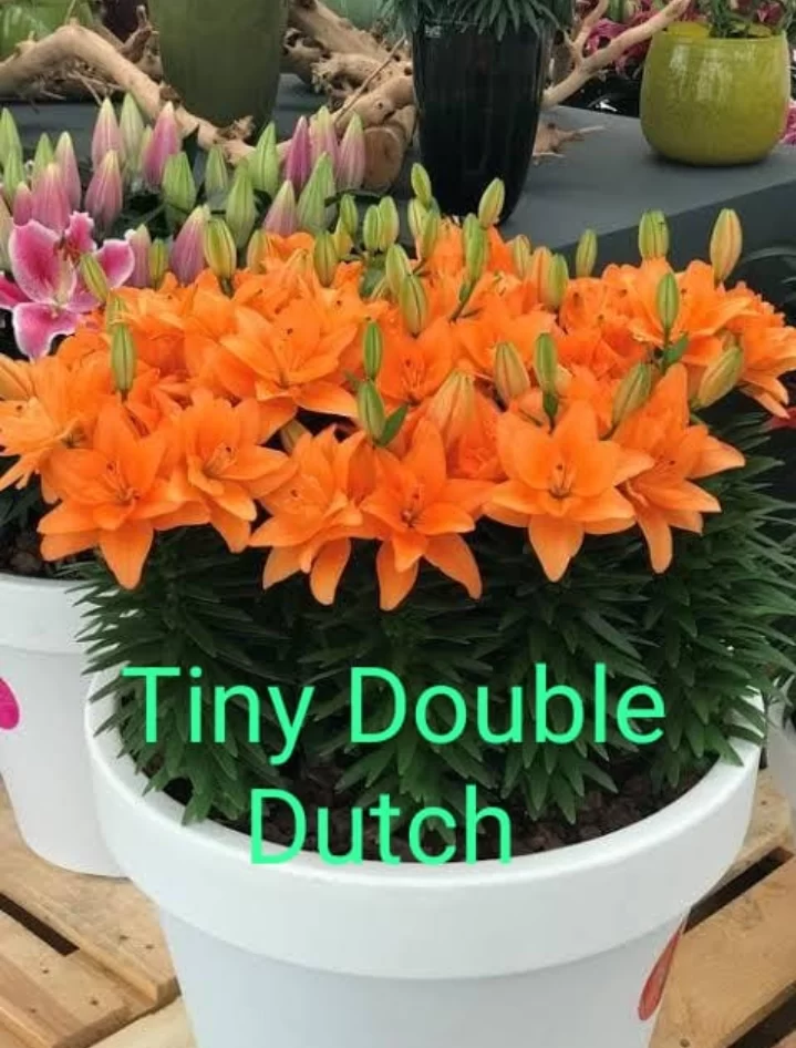 tiny double dutch lily care