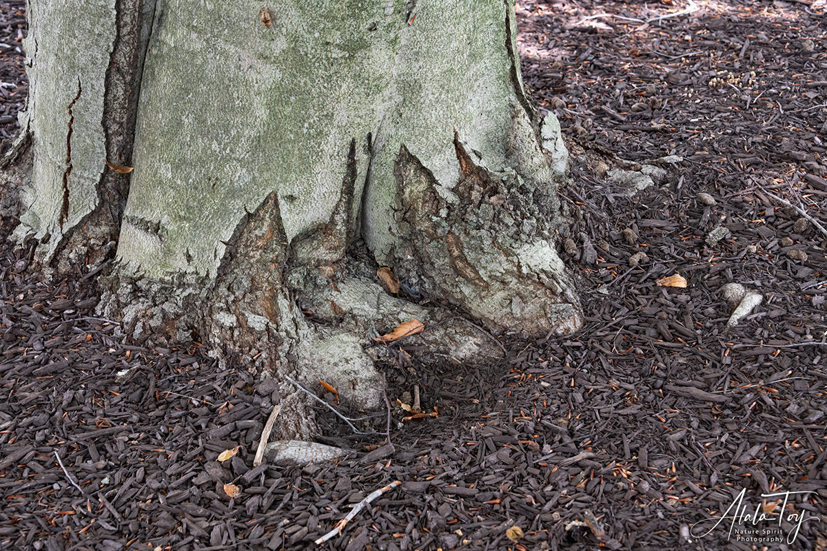 tree spirit fairy ring