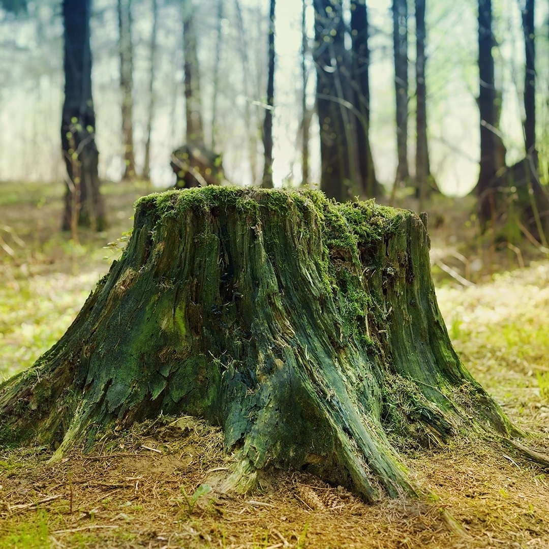 tree stump pic