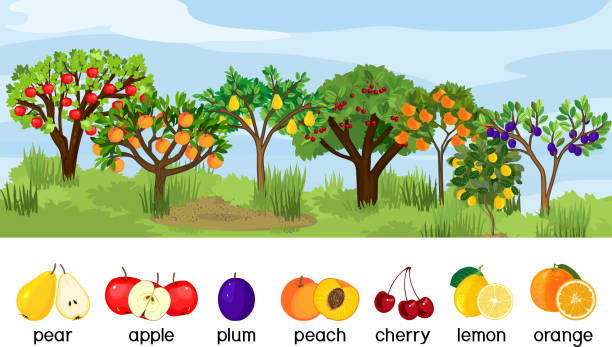 tree with fruits clip art