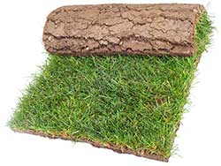 turf thesaurus