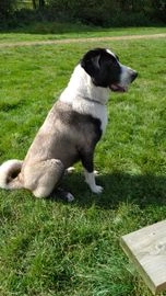 turkish kangal for sale uk