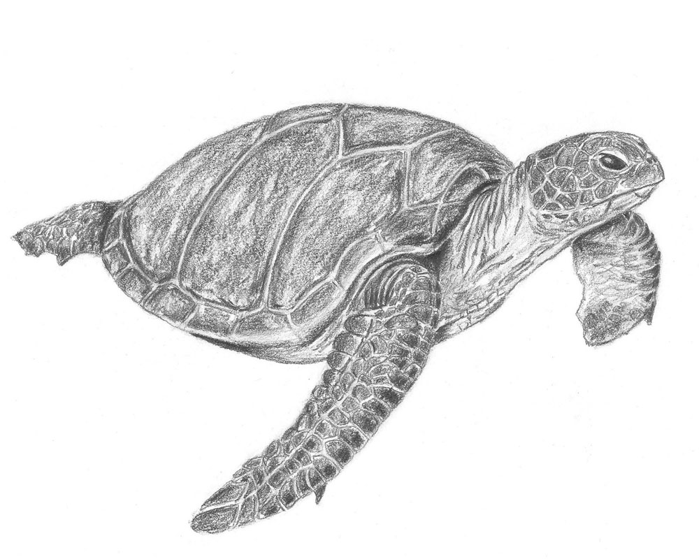 turtle sketch