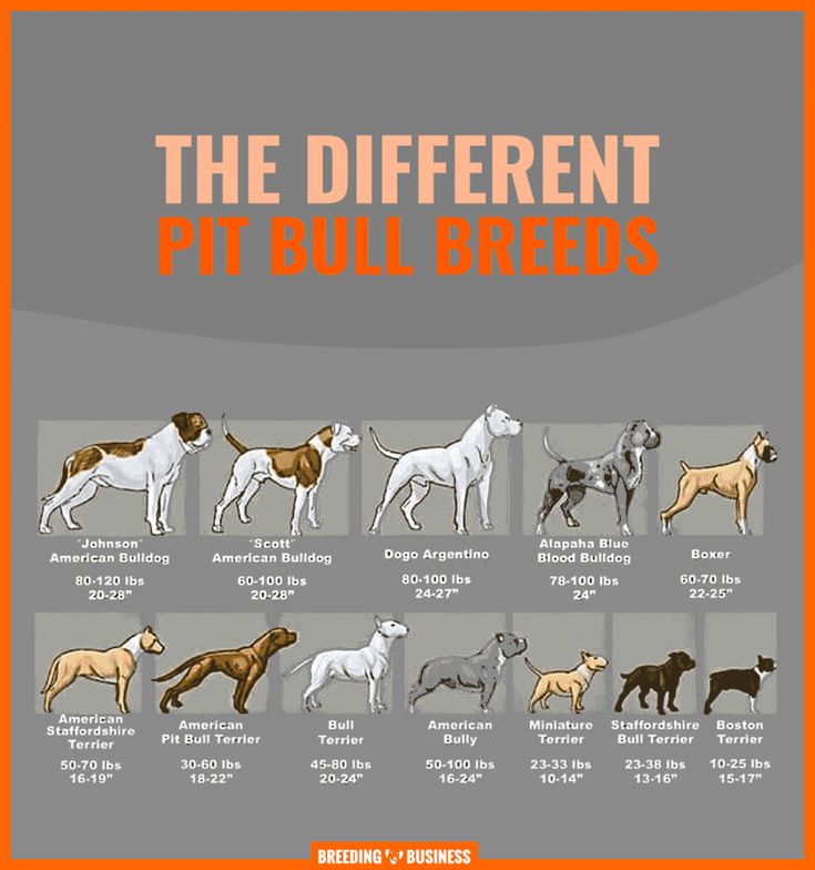 types of pitbull