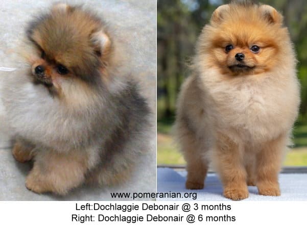 ugly fase pomeranian