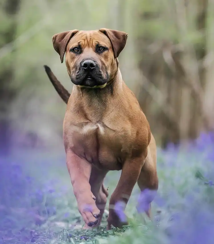 uk boerboel breeders