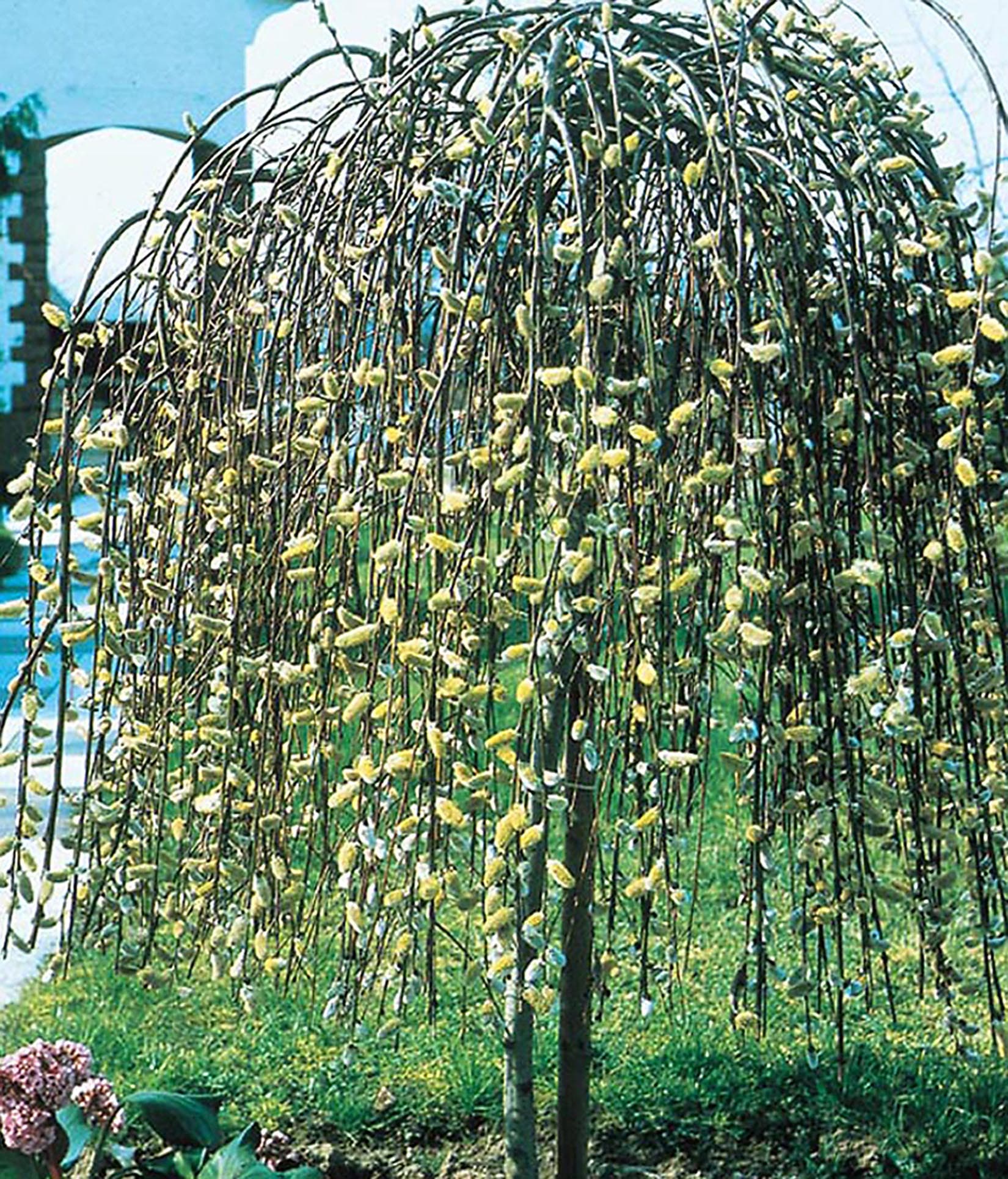 weeping pussy willow tree for sale