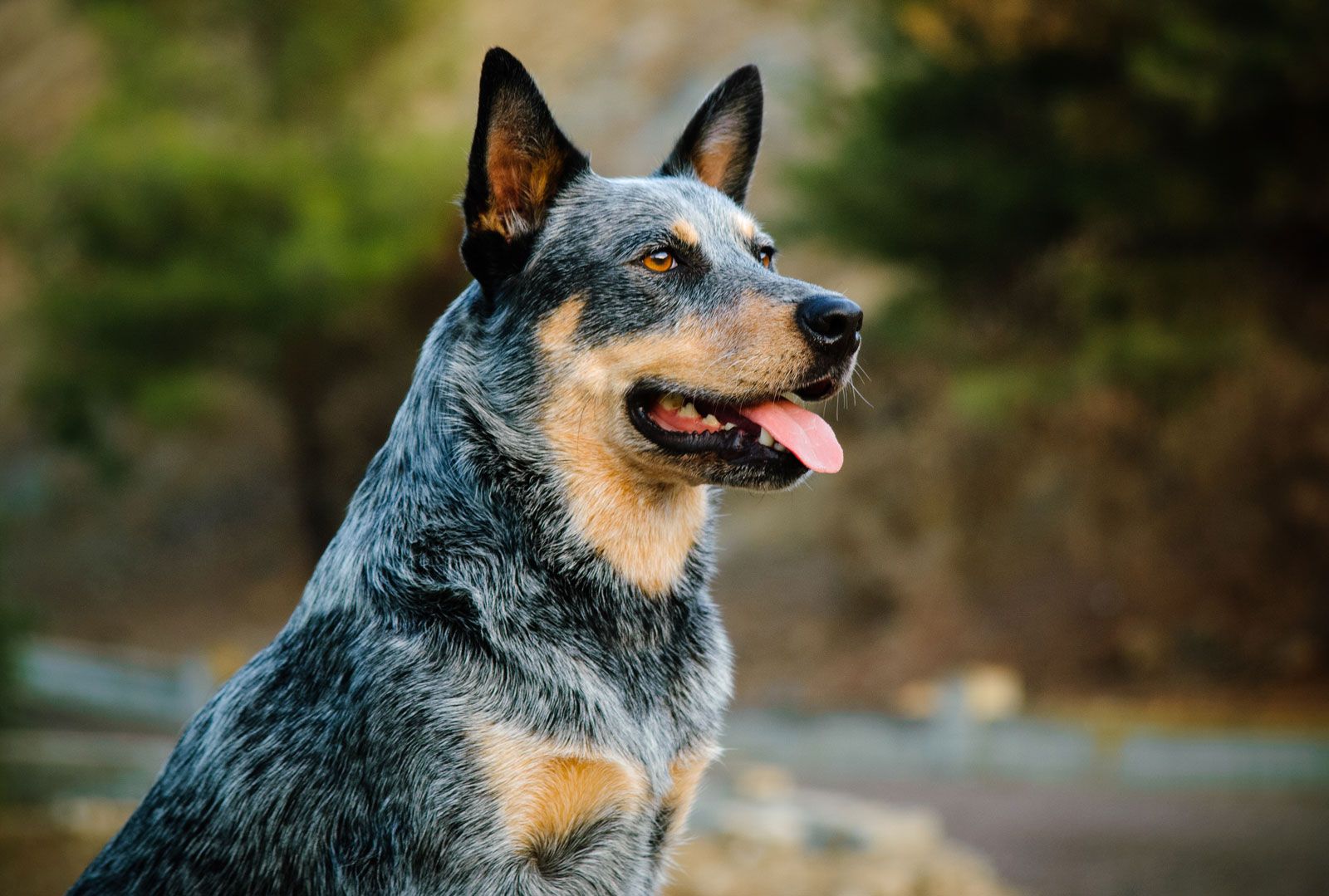 weight of a blue heeler