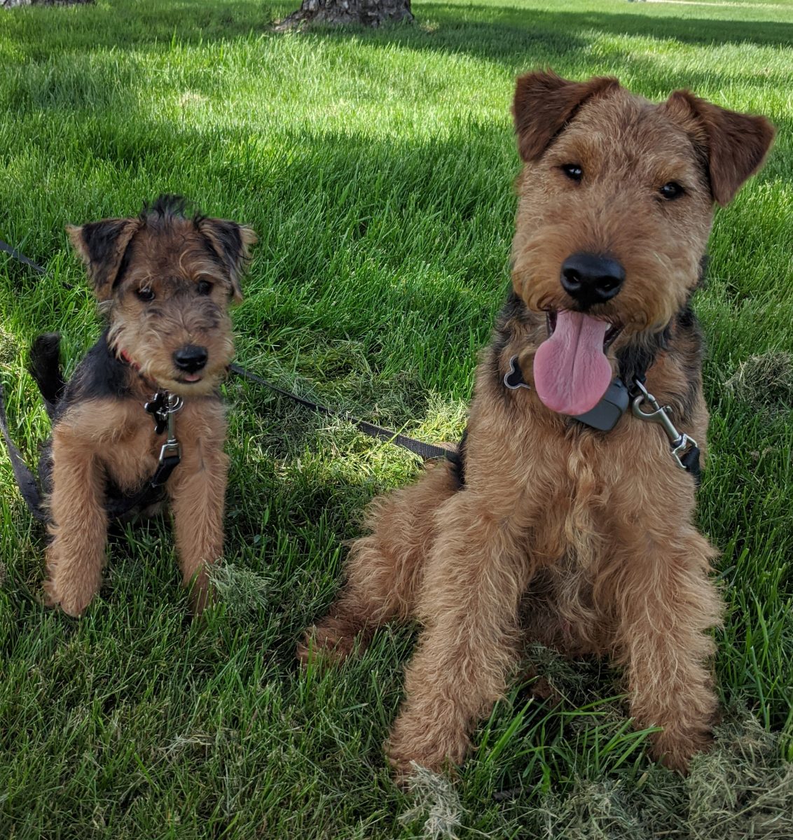 welsh terriers for sale uk