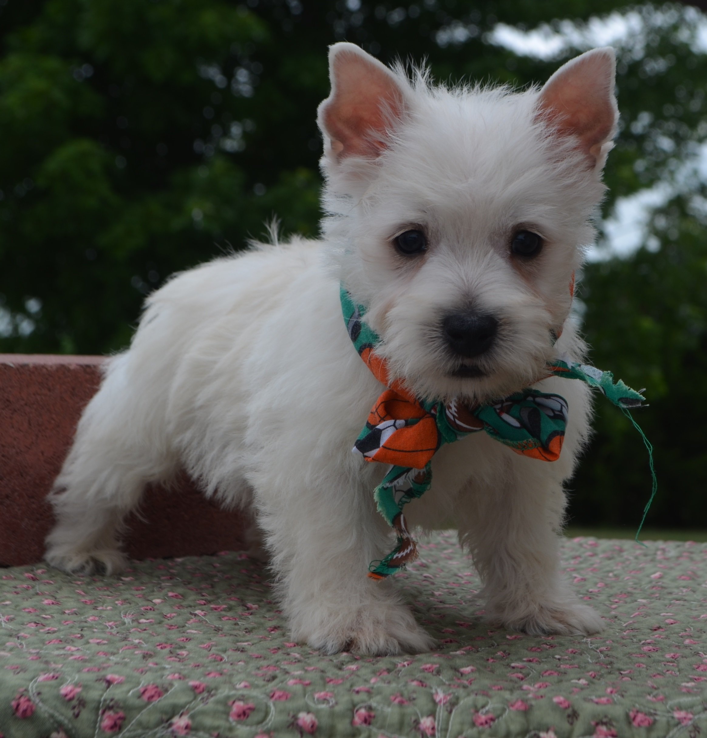 westies for sale scotland