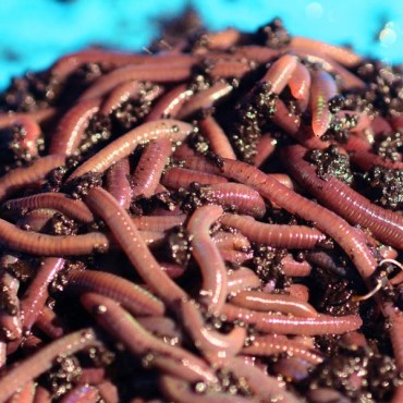 where to buy worms near me