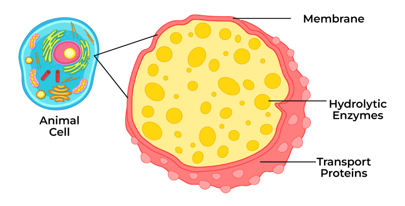 which of the following describes a lysosome