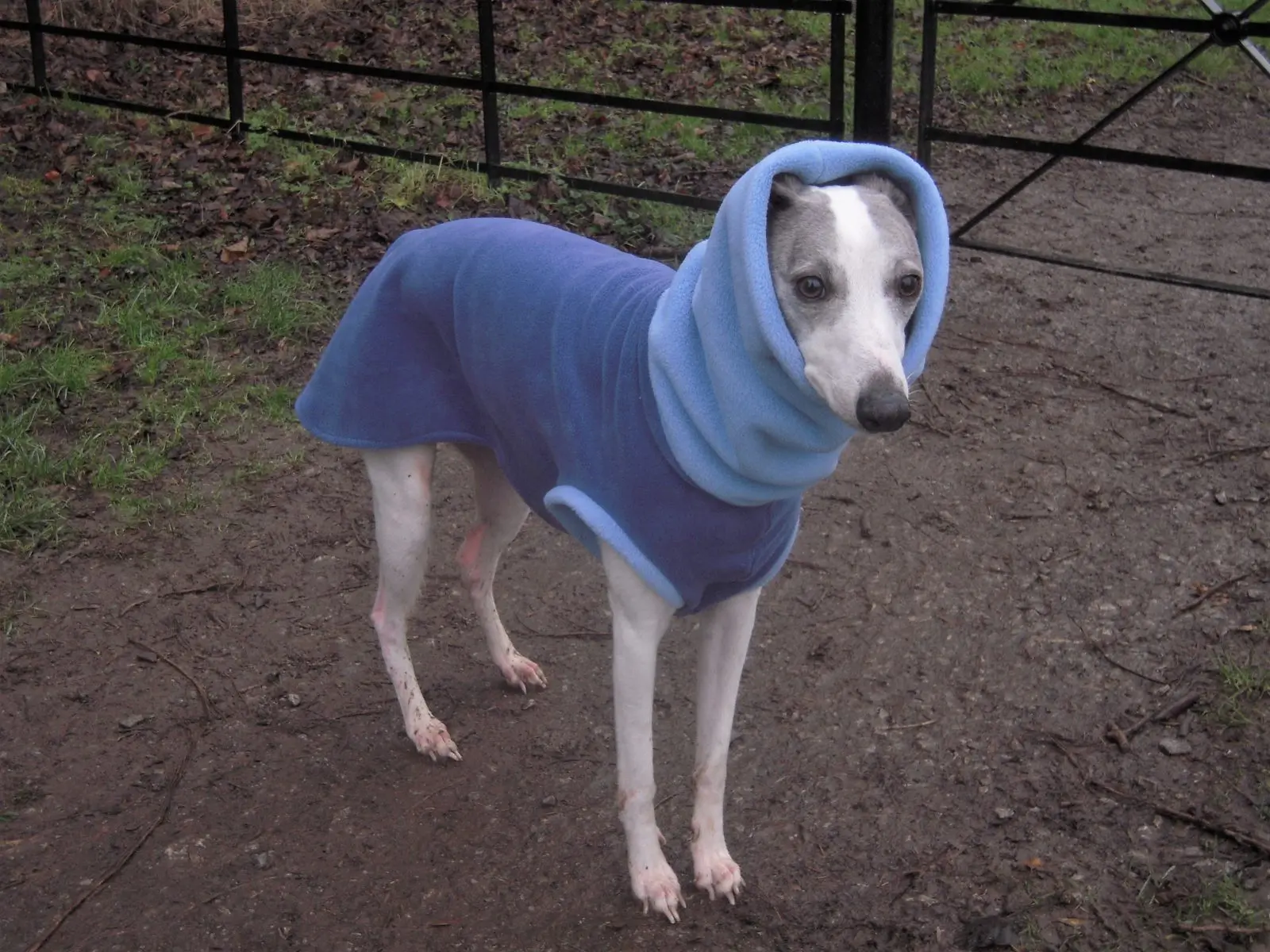 whippet apparel