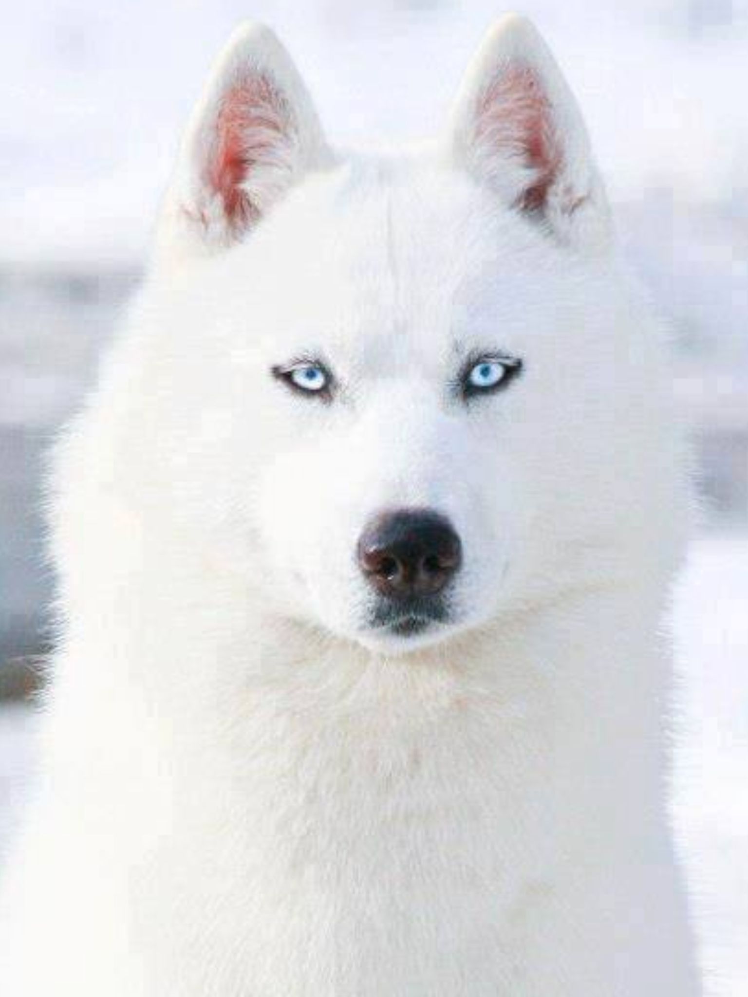 white husky with blue eyes