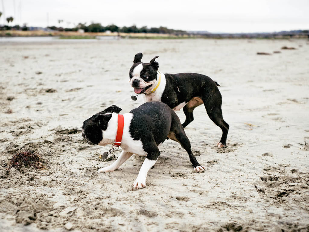 why do they cut boston terriers tails off