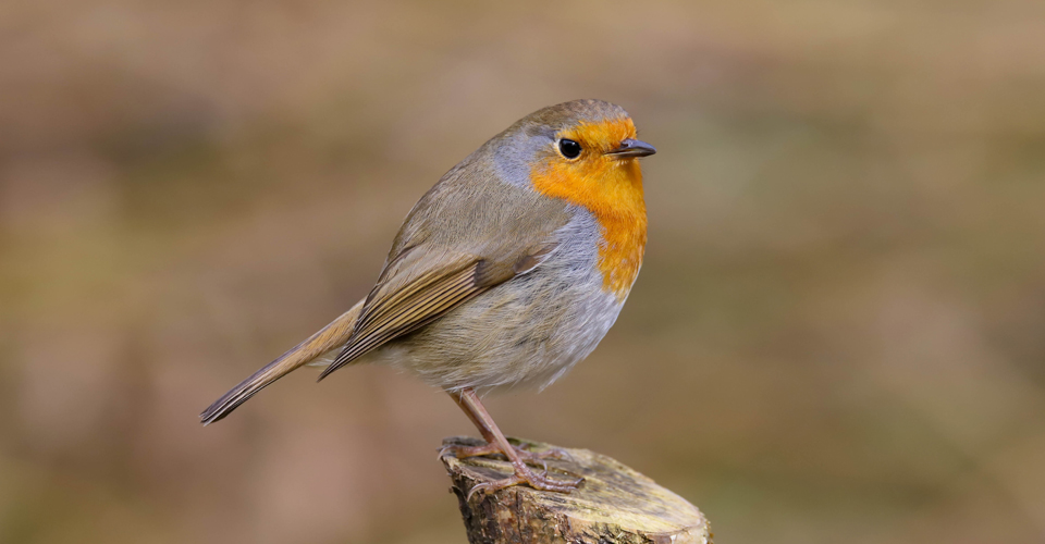 wild bird store hereford