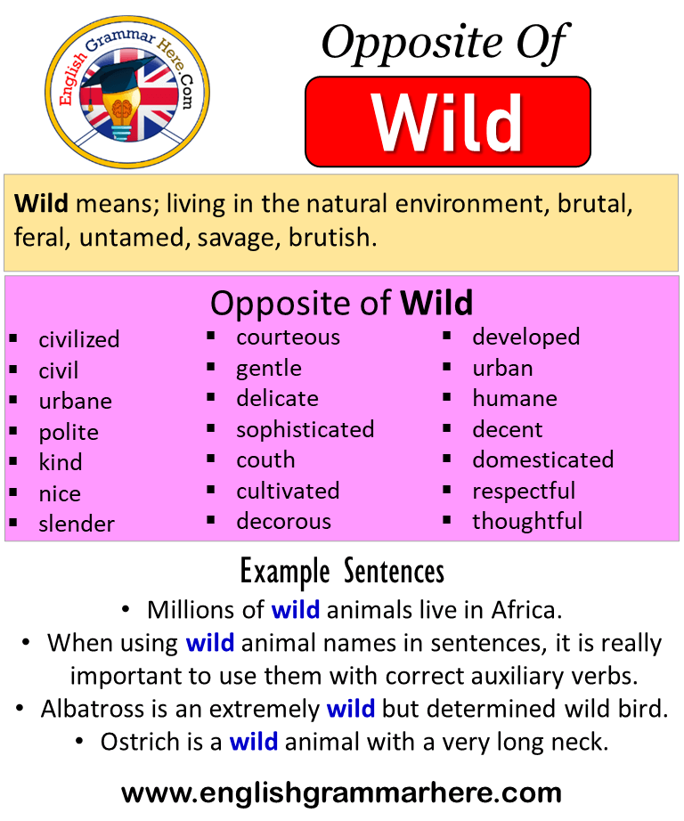 wild ka antonyms