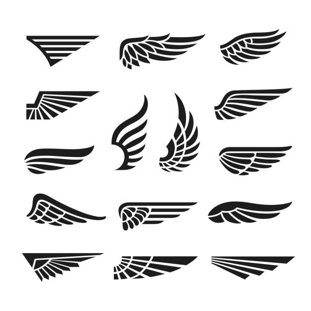 wings illustration vector