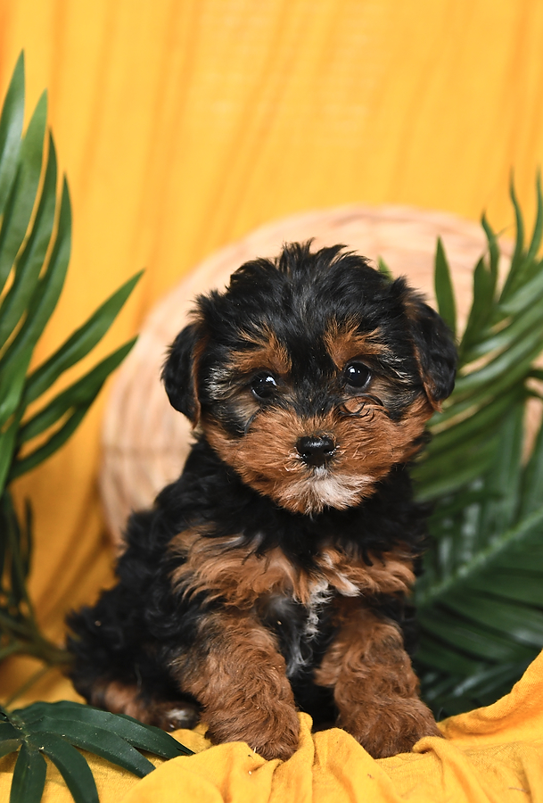 yorkie poo precio