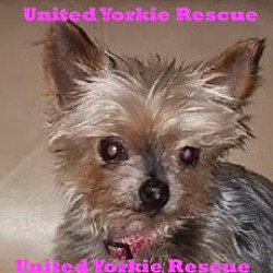 yorkie rescue the villages fl